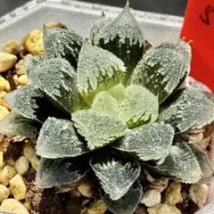 ☆☆白帝城錦＊ハオルチア＊錦☆☆ Yahoo!オークション -「ハオルチア 白帝城」の落札相場・落札価格