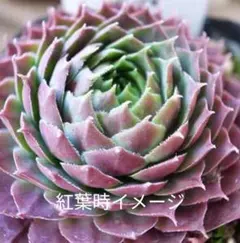 センペルビウム 　ラモッティ　抜き苗のサムネイル