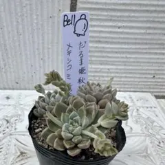 だるま姫秋麗xメキシコミニマ　交配実生苗　Bell苗　多肉植物