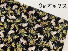 2m　ねこ　猫　ミモザ　オックス　生地　コッカ　KOKKA　黒　@1D