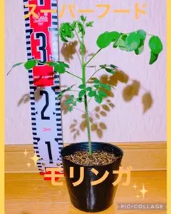 える様 リクエスト 2点 まとめ商品