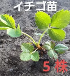 Chiato様 リクエスト 2点 まとめ商品