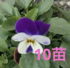 2026年最新】ビオラ・パンジー苗の人気アイテム - メルカリ