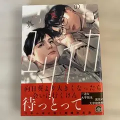 真夏のユリイカ