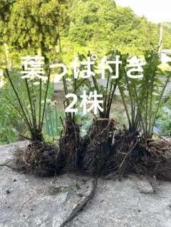 2026年最新】こごみ苗の人気アイテム - メルカリ