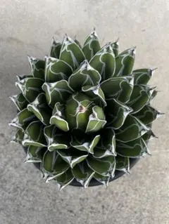 2025年最新】笹の雪 ダルマの人気アイテム - メルカリ