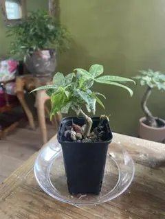 鶴之園農園様 リクエスト 5点 まとめ商品