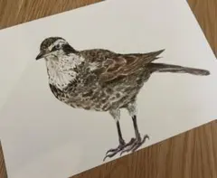 水彩原画　「つぐみ」