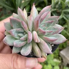 野うさぎのはな様 リクエスト 7点 まとめ商品