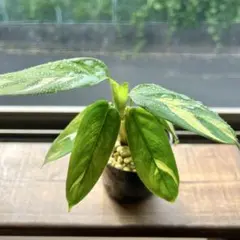 観葉植物 クテナンテ ルベルシアーナ 抜き苗のサムネイル