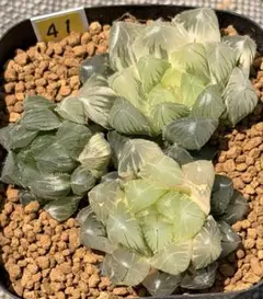 4b 多肉植物 ハオルチア 天狼星オブツーサ錦 自家繁殖 抜き苗発送
