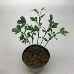 樹木苗　カラタチ（枳殻）樹高約１４ｃｍ　５本立（５株）7.5cmポットのサムネイル
