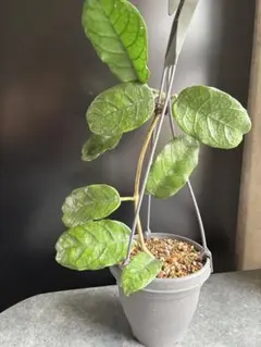 専用ですのサムネイル