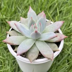 リンゼアナ×リンゼアナ　札付き　ty苗 リンゼアナ×中里リンゼアナ札付きポットごとメルカリ便TYさん苗