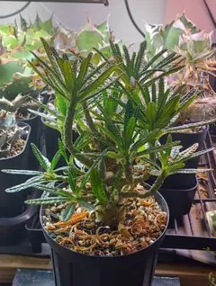 ドルステニアギガスブラータ 実生株 鉢ごとメルカリ便発送 早い者勝ち☆大特価】 ドルステニア ギガス 発根済み！！ 鉢ごと発送