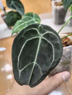 안투리움 폴게티 3