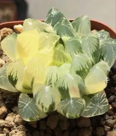 多肉植物 ハオルチア OB-1オブツーサ錦 鮮明錦 超美品 - メルカリ