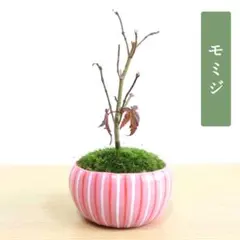 2026年最新】もみじ小品盆栽の人気アイテム - メルカリ