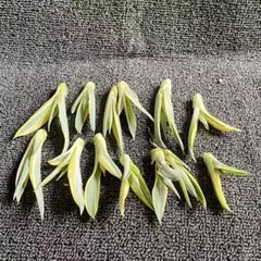 大株 ブルームーン 銀河旅人 デスメティアナ 縦20cm 横30cm アガベ