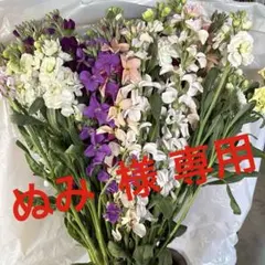 ぬみ 様 専用