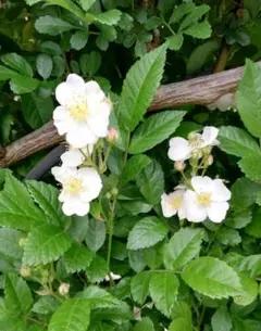 ノイバラ(トゲ無し野薔薇)の挿し木苗　2株のサムネイル