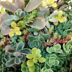 セダム　カット苗１７種類　詰め合わせ　ネコポス匿名配送