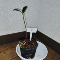 一休様 リクエスト 3点 まとめ商品