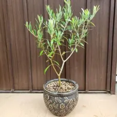 オリーブの木 エルグレコ デザインテラコッタ鉢植え 苗 - メルカリ