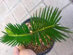 2025年最新】ソテツ 斑入りの人気アイテム - メルカリ