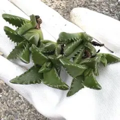 フォーカリア　カット苗　4つのサムネイル