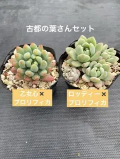 2026年最新】#古都の葉多肉植物の人気アイテム - メルカリ