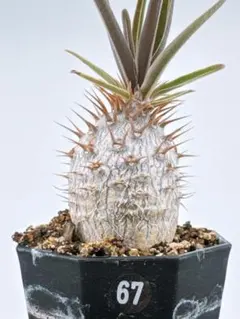 ケンヂ様 リクエスト 2点 まとめ商品