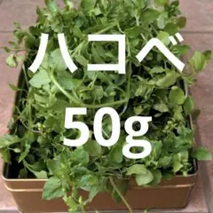 Item thumbnail for item 95f579b3-5a0b-41e1-a40c-e786f0333752