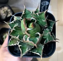 2025年最新】アガベ レッドキャットウィーズルの人気アイテム