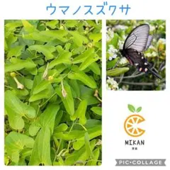 taka様 リクエスト 3点 まとめ商品