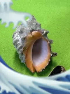 貝殻標本(沖縄の青い海の宝) ヒロクチイガレイシ蓋付 特大 - メルカリ