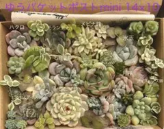 多肉植物 エケベリア me succulent 命名種 春音 多肉 実生 命名株 【春音】① - メルカリ