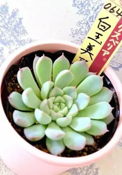 2025年最新】おらいさん苗の人気アイテム - メルカリ