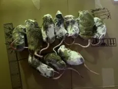 2025年最新】ヤワゲネズミの人気アイテム - メルカリ