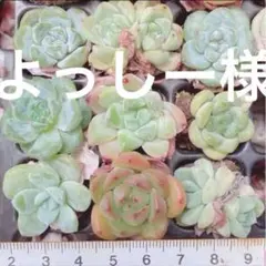 よっしー様 リクエスト 3点 まとめ商品