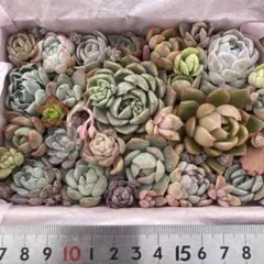ゆ*り様 C.多肉植物＊詰め合わせ・寄せ植え（小10×14cm箱）【カット苗】【