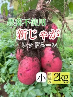 [농약 미사용] 뉴 포테이토 레드 문 2kg 박스형 | 지바산 소형