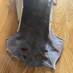 鮫の皮
