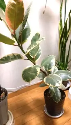 【美樹形】フィカス・ロブスタ ゴムノキ 120cm 鉢植え 観葉植物 美樹形】フィカス・ロブスタ ゴムノキ 120cm 鉢植え 観葉植物 - メルカリ