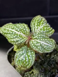 2025年最新】ソネリラの人気アイテム - メルカリ