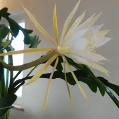 2025年最新】クジャクサボテン苗の人気アイテム - メルカリ