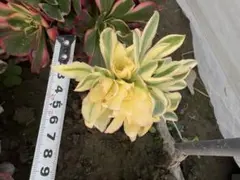 アエオニウム　燕姿法師錦小群生