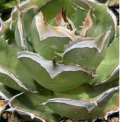 2025年最新】イラン株 アガベの人気アイテム - メルカリ