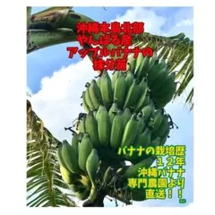 来年収穫用2m50㎝準親株、アップルバナナ◆限定1苗。ドワーフアップル、耐寒性強 値下げ！アップルバナナ苗10本 ！EM栽培ドワーフ90cm以上！