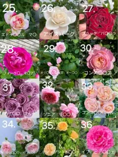 2026年最新】挿し穂の人気アイテム - メルカリ